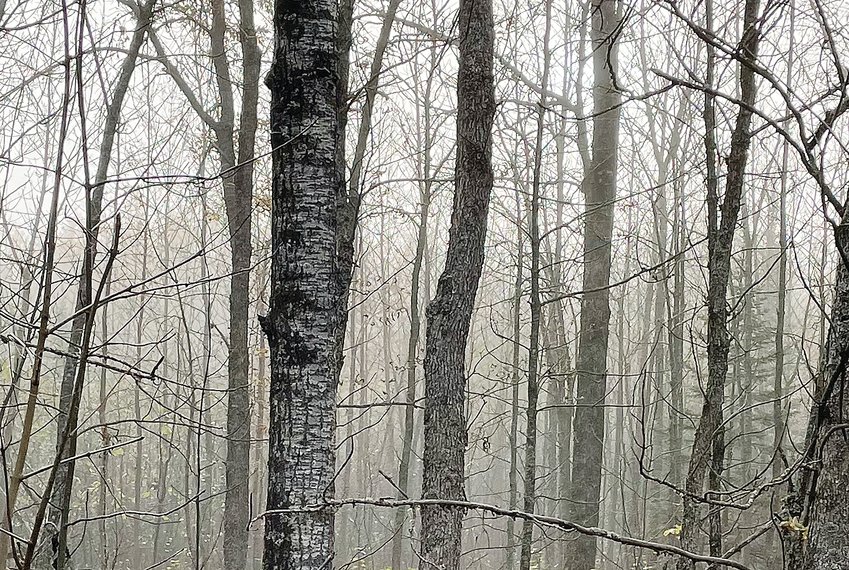 The now mostly bare woods in morning fog on Monday, near Tower.
