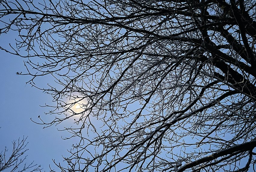 A fog shrouded moon glows through bare branches.