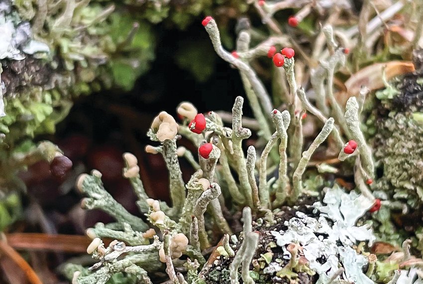 A column of british soldier lichens (Cladonia cristatella) marches along a log.