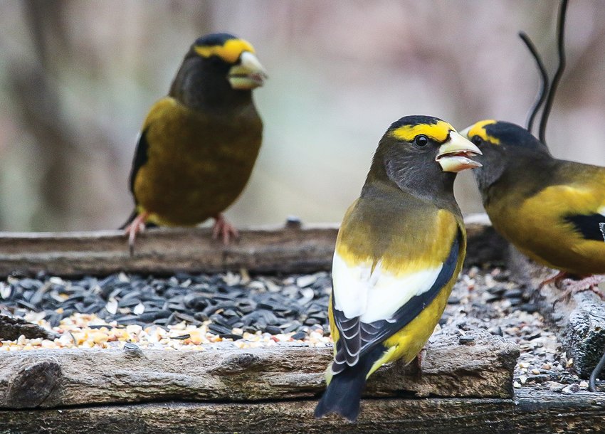 Evening grosbeaks at a feeder near Tower this past week. Both evening and pine grosbeaks are being seen in significant numbers so far this winter.