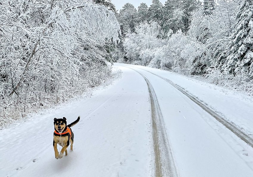 Guess who else loves winter? Our dog Loki was very excited to see the start of the snow season on Veteran&rsquo;s Day.