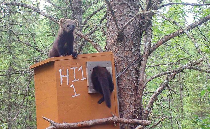 A pair of   rambunctious fisher kits find a nest box a fun place to play, but researchers found no evidence that adult females used the boxes for nesting with young.