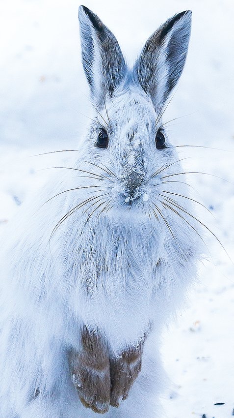 A snowshoe hare stands at alert.