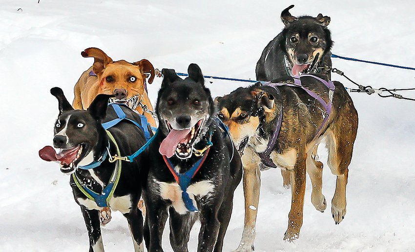 With tongues hanging out, sled dogs make their way toward the finish line during last year&rsquo;s running of the WolfTrack Classic.
