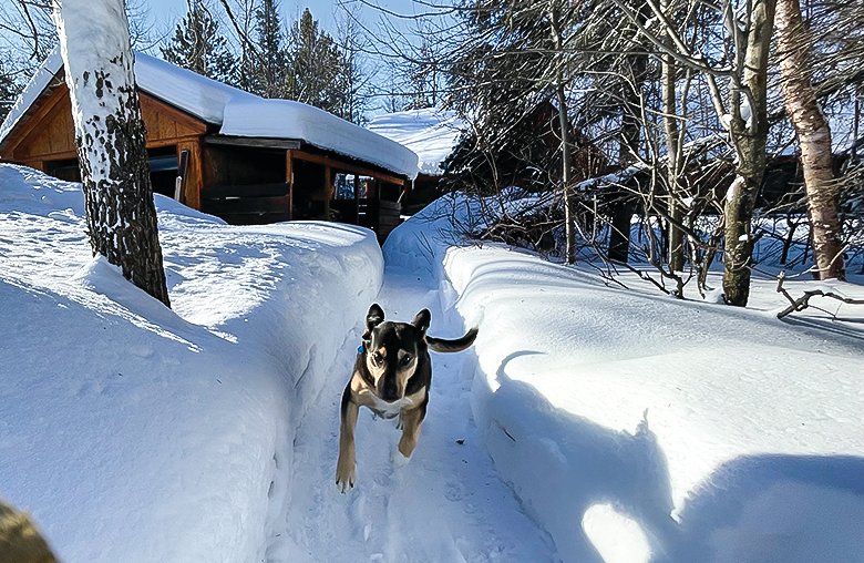 A dog&rsquo;s eye view of the yard this week in Vermilion Lake Township.  The paths are well over the head of our lab/husky mix Loki.  The area is running only slightly above average snowfall for this point in the   season.