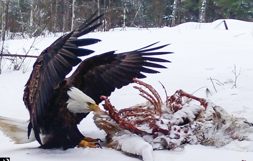 A bald eagle   uses its wings and powerful legs to peel off the hide of the deer carcass.