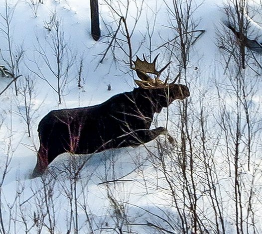 A bull moose makes its way through young   regenerating forest at the site of the Pagami Creek fire.