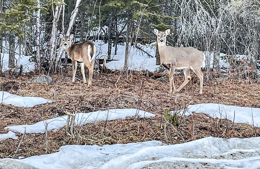 Area deer were taking advantage of bare ground on a south-facing slope this week to search for fresh growth. These deer, located near Puncher Point on Lake Vermilion look to be in relatively good shape, likely due to artificial feeding by local residents.