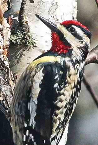 Yellow-bellied sapsuckers are returning to the area along with this week&rsquo;s mild weather.