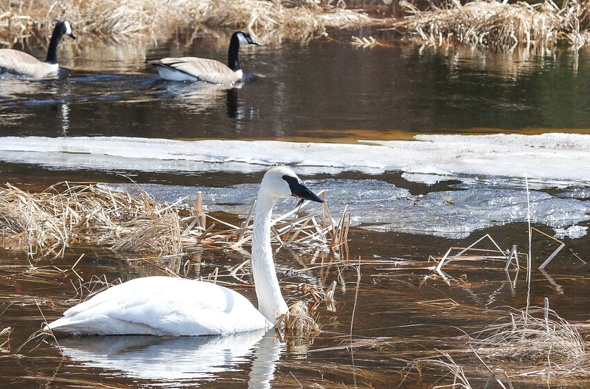 A trumpeter swan, with a couple   Canada geese in the background, enjoyed spring-like warmth last Friday on the Pelican River just south of Orr.