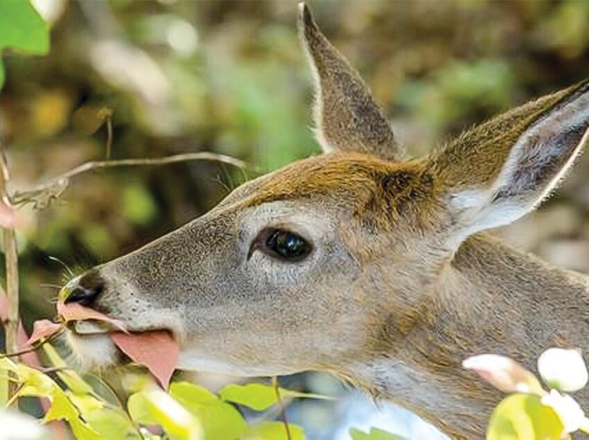 Deer can cause plenty of damage to our ornamental flowers and vegetable gardens. But you can fight back.