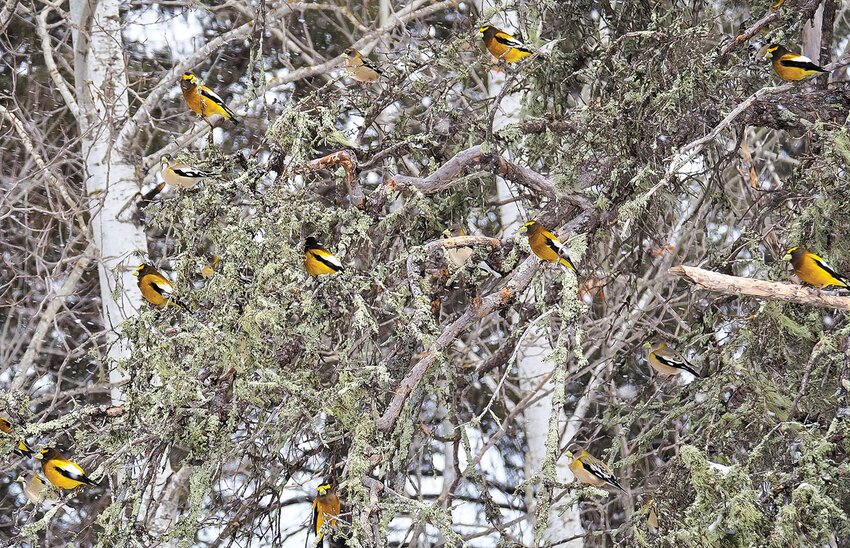 Like ornaments on a Christmas tree, evening grosbeaks filled a tree in Greaney recently, near where they&rsquo;ve been   visiting a feeder all winter. The feeder owner reports as many as 50 evening grosbeaks feeding there much of the winter.   This picture has at least 17 evening grosbeaks in it... can you find them all? (Hint: the females are tough).