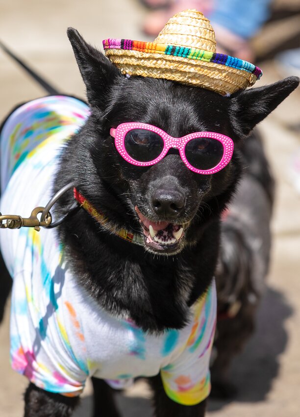 An attendee at last year&rsquo;s Timber Days.