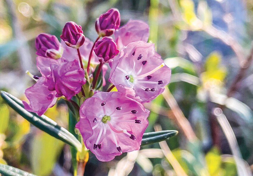The magenta flowers of the bog laurel can be found in a bog near you.