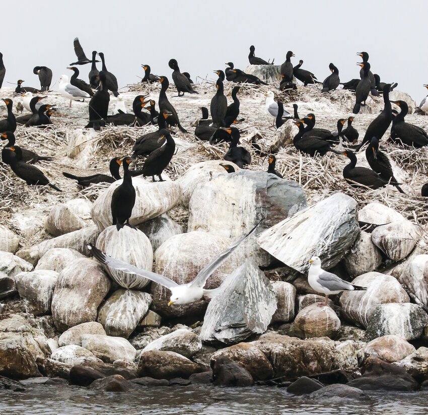 Potato Island, located in the middle of Lake Vermilion&rsquo;s Big Bay is home to hundreds of   herring gulls and double- crested   cormorants.