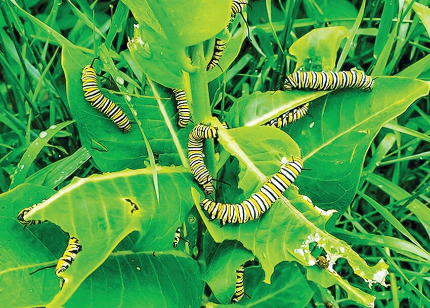 A single milkweed plant in Linden Grove is   devoured by monarch caterpillars.