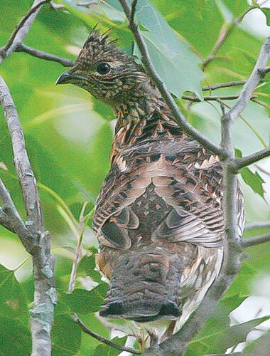 With good numbers of   drumming grouse this spring and a warm and dry June, the fall ruffed grouse outlook   appears strong.