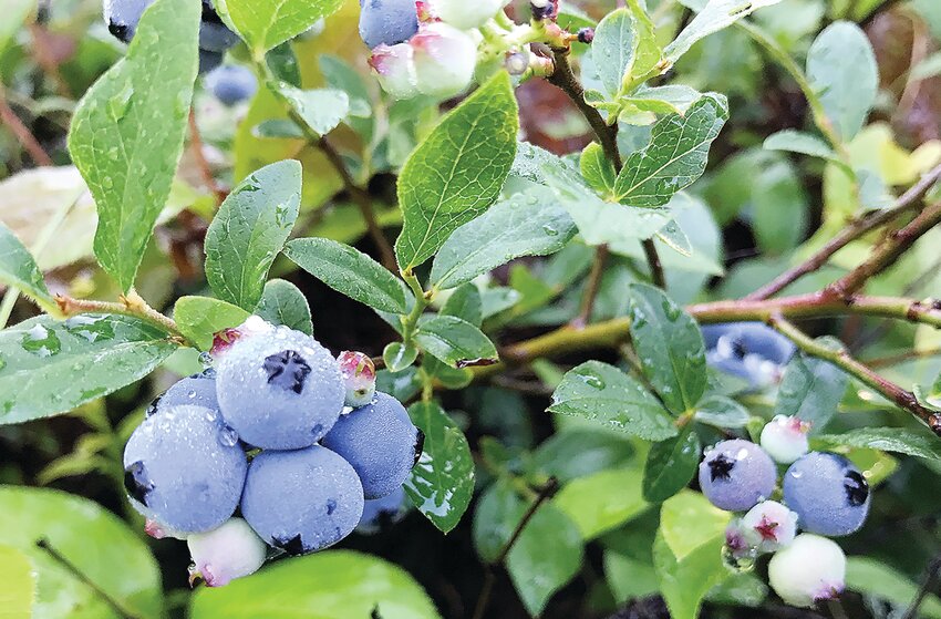 Blueberries, of varying ripeness, glisten after a recent rain shower.