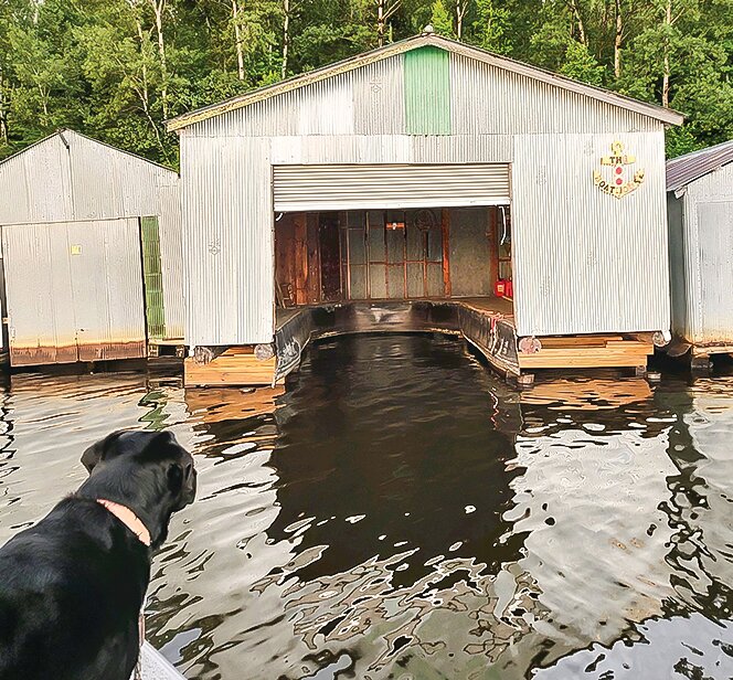 April&rsquo;s black lab Nibs looks ahead as they   prepare to enter their boathouse on Stuntz Bay, one of nearly 150 historic   boathouses located there.