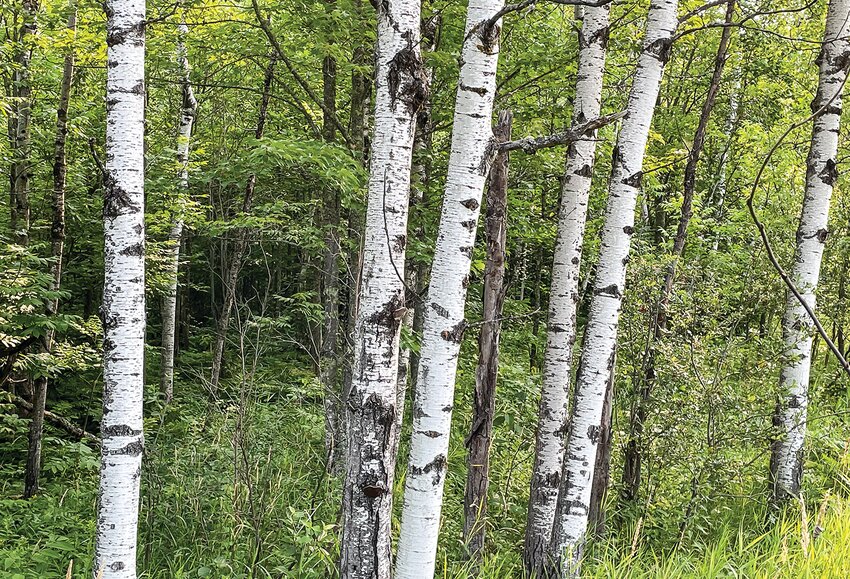 A stand of quaking aspen, likely all stems from the same clone.