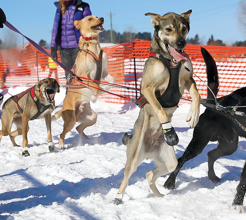 Purchases during the Dollars for Doggies online auction go to help cover expenses of operating the WolfTrack Classic sled dog races, set for next Feb. 24-25 in Ely.