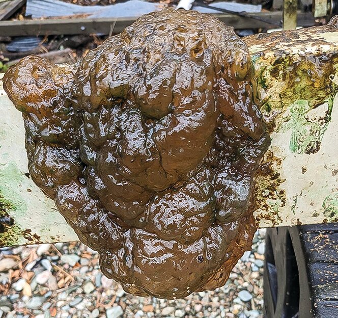 Ely-area resident Paul Pelkola found this gooey brown colony of bryozoans growing on his boat lift last weekend.