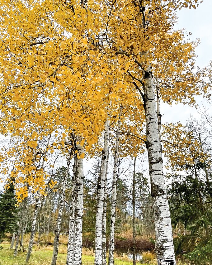 Many area aspen were still showing their autumn gold in late October this year, well past their normal peaks.  The aspen peak is arriving more than a week later than 40 years ago, a reflection of the   changing climate.