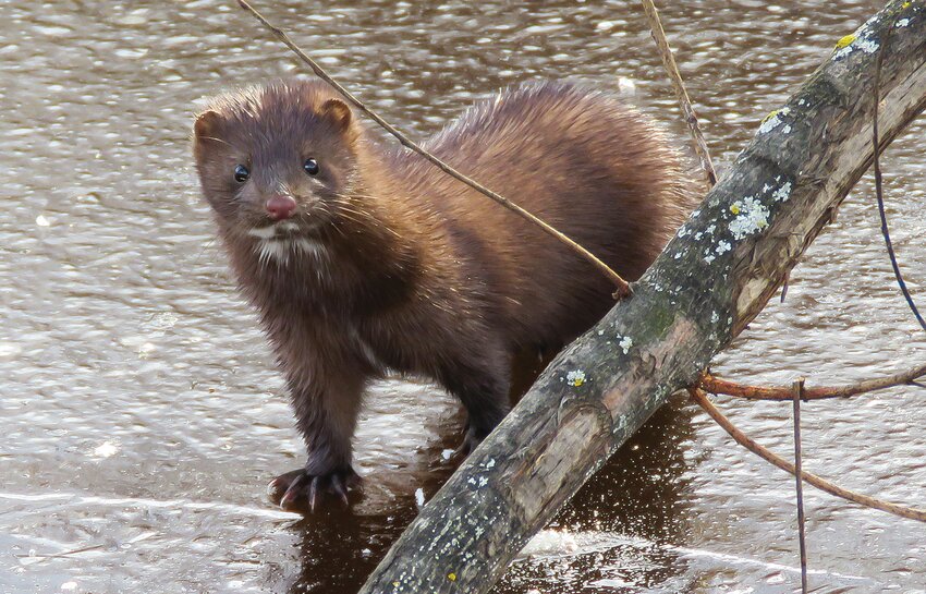 Julie Grahn, of rural Cook, captured this image of a mink who was recently hunting along the icy edges of the ice-covered Sturgeon River. Grahn, who posted the photo on the Ely Field Naturalists listserv reported that the mink seemed as curious about her as she was about it, which gave her the chance to put her photography skills to use.