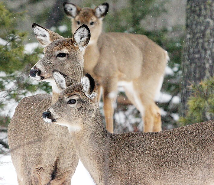 Deer numbers in the region dropped sharply in the aftermath of severe winters in 2012-13 and 2013-14 and have yet to recover.