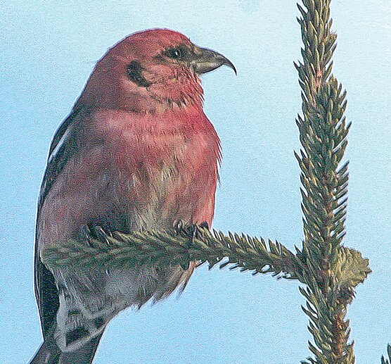 A male white-winged crossbill perches on a black spruce. Crossbills, which are typically uncommon at feeders, have been showing up for   sunflower seeds in   recent weeks.