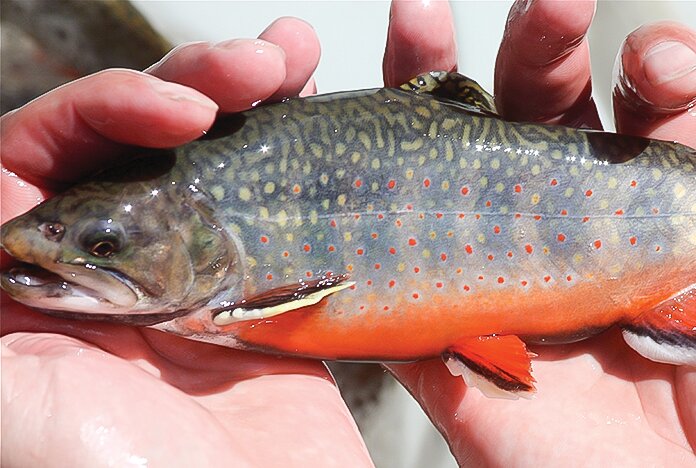 A colorful brook trout.