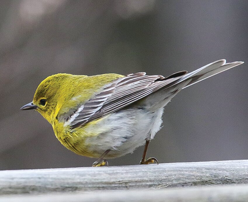 A pine warbler looks for an opening at a local bird feeder. Pine warblers are the only   warbler in the region that regularly makes use of bird feeders during the early season.