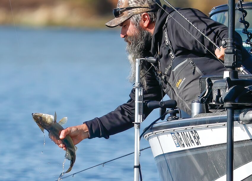 An angler uses his bare hands to land a modest Lake Vermilion walleye on opening day.