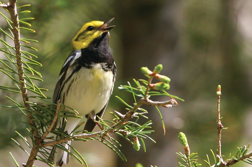 A singing black-throated green warbler.