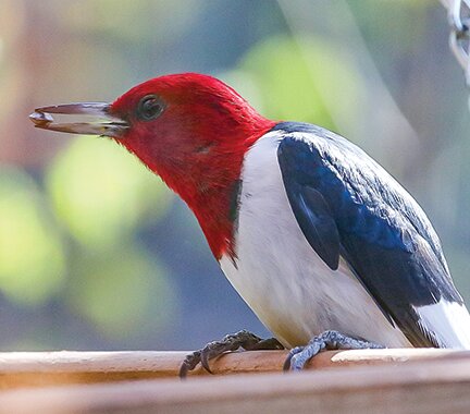 A red-headed woodpecker takes a sunflower seed from a local feeder recently.  These uncommon   woodpekcers have been showing up in the area in recent weeks.
