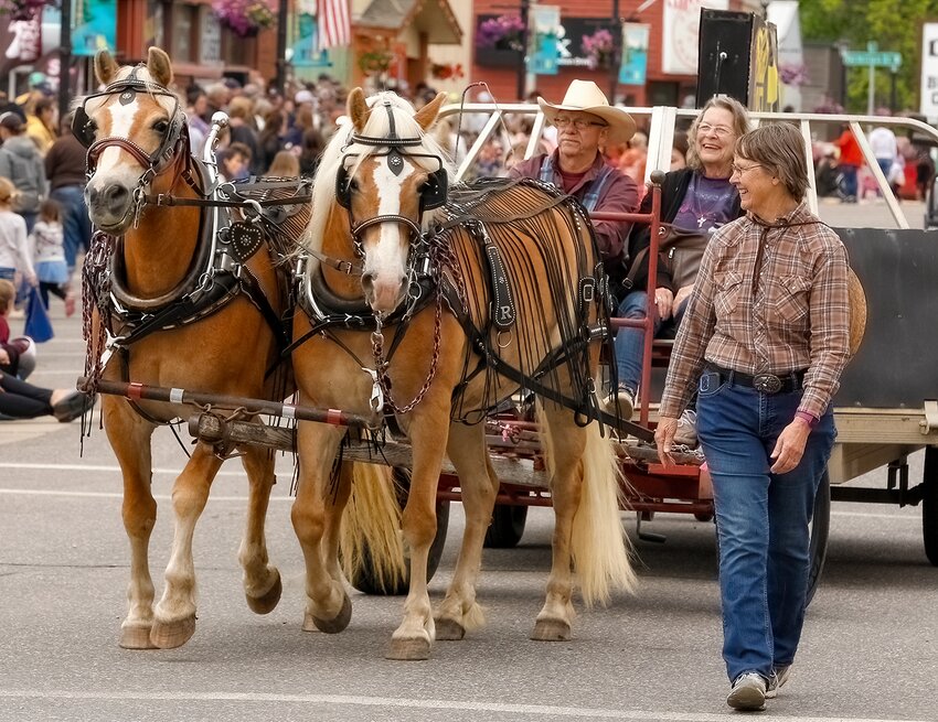 Mike Hanson drives a team of Haflinger horses as they pull the Cook Farmers Market float in Sunday's Timber Days parade.
