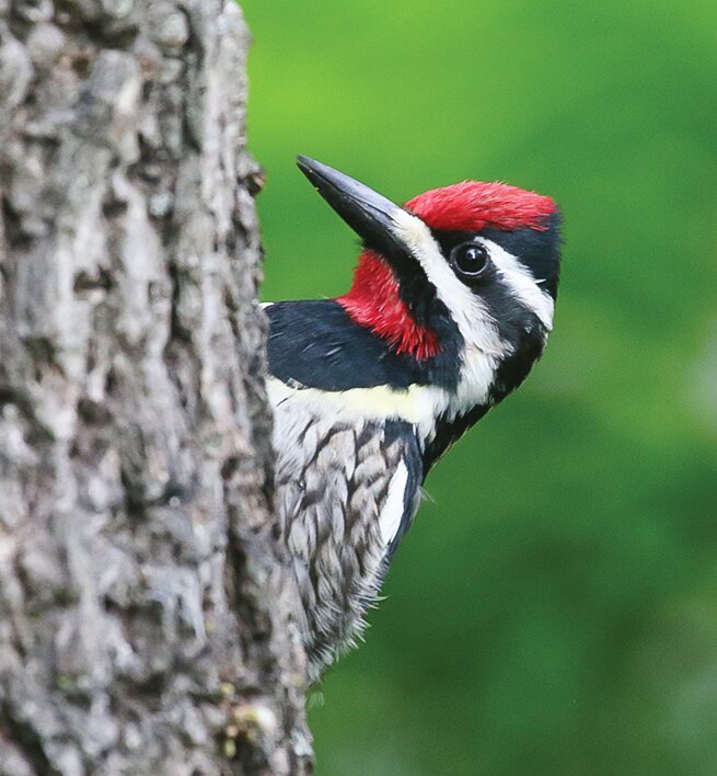 A male yellow-bellied   sapsucker peeks around the trunk of my prized bur oak, which I grew from an acorn from a tree in the yard where I grew up.