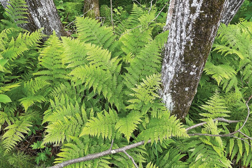 A clump of lady ferns surround the base of balsam poplar.