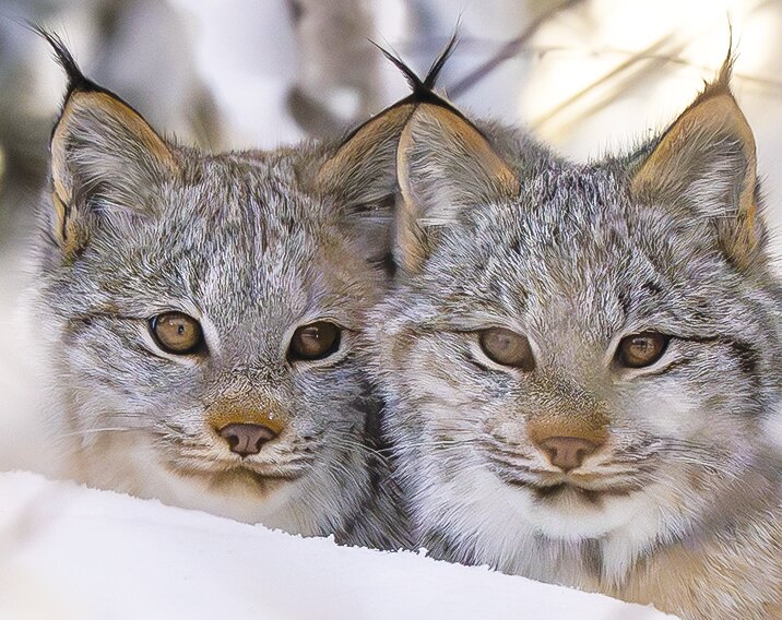 A pair of lynx kittens, part of the future of the lynx population on the Superior National Forest.