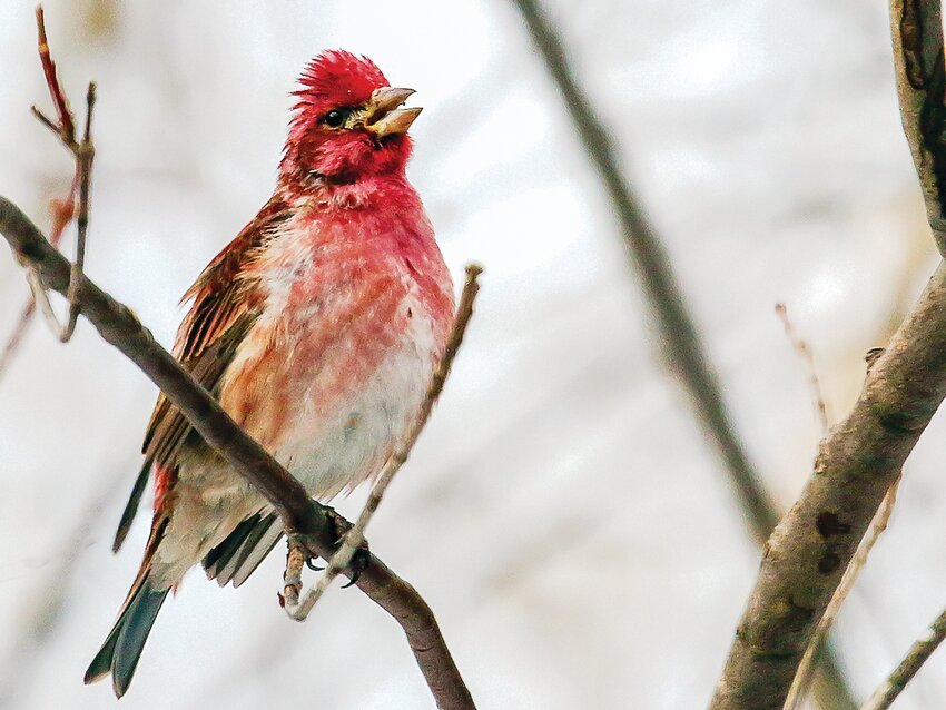 A male purple finch tries to get a jump on the breeding season with a raised crest and a pleasant song.