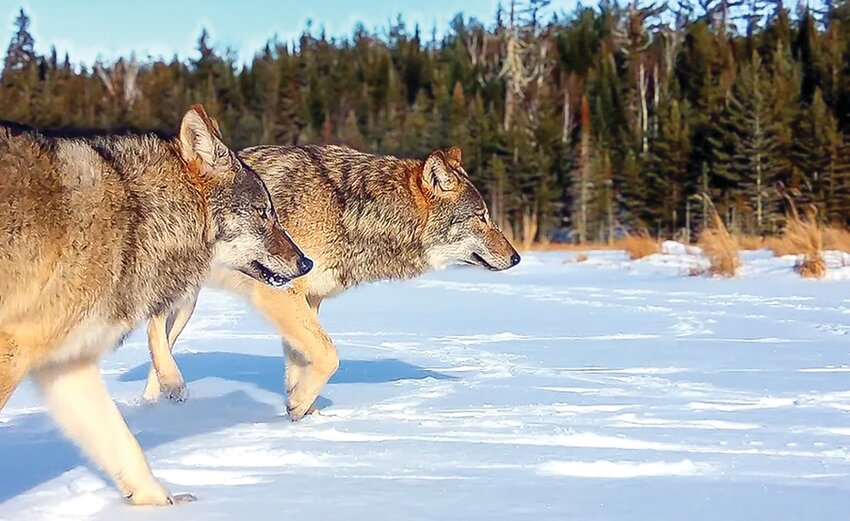 Two members of the   Cranberry   wolf pack make their way across a frozen beaver pond in   Voyageurs   National Park.  The photos are among thousands taken as part of the ongoing Voyageurs Wolf Project.