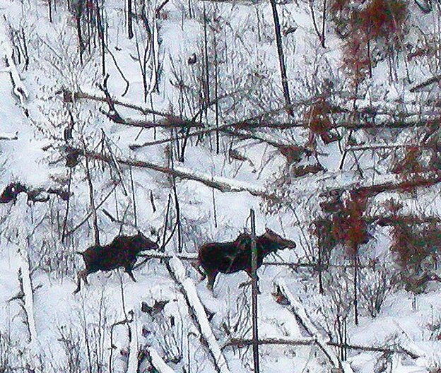 Two moose make their way through the Pagami burn.