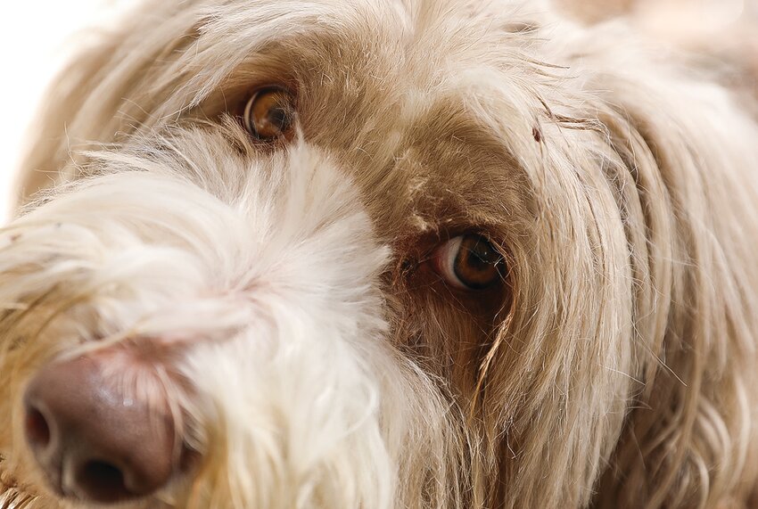 Moxie eyes the   photographer during her recent photo opportunity.