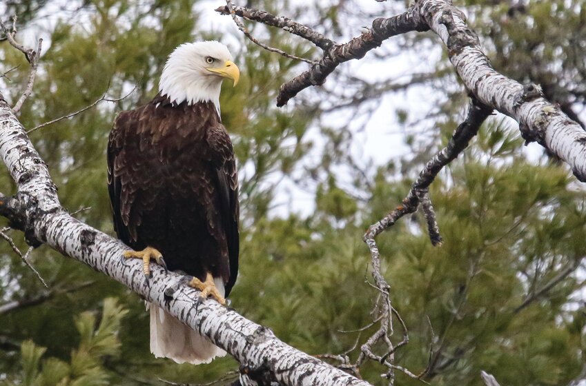 A bald eagle watches warily from a high perch overlooking the Lost Lake Swamp.