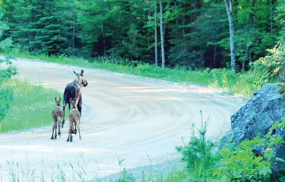 A moose cow and two calves trot along the Echo Trail north of Ely. Moose survival has improved this year, perhaps due to recent severe winters.