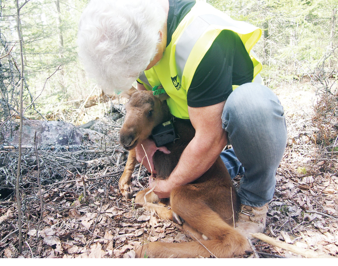 Department of Natural Resources&#8200;moose study leader Glenn DelGuidice collars a moose calf.