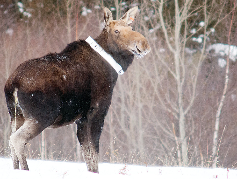 Some have suggested that moose in Minnesota are falling victim to the effects of climate change. But the evidence from DNR-sponsored research points to 
much more complexity. It also seems to suggest that higher deer numbers may be a significant factor, in that they spread diseases to moose and support a higher wolf population.