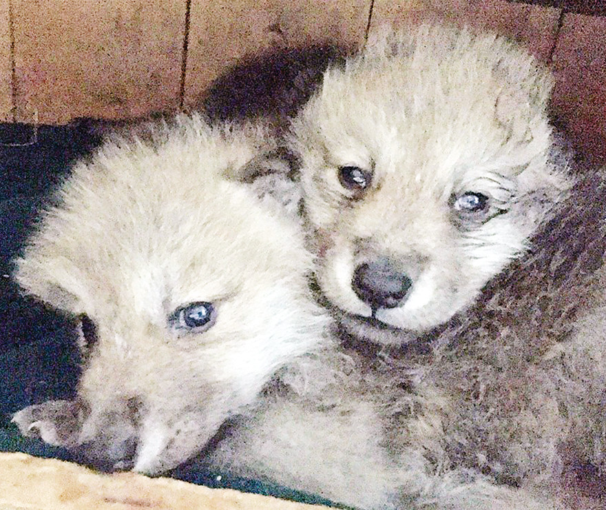 Two Arctic wolf pups arrived from Canada last week to their new home at the International Wolf Center in Ely.