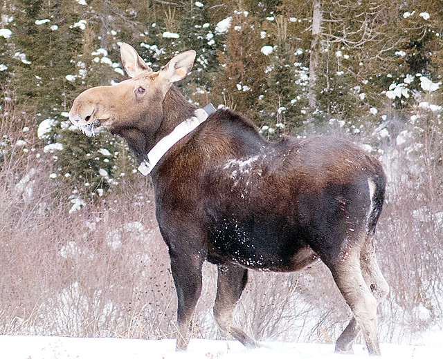 Moose mortality has been limited this year among adult moose in the DNR’s ongoing study.