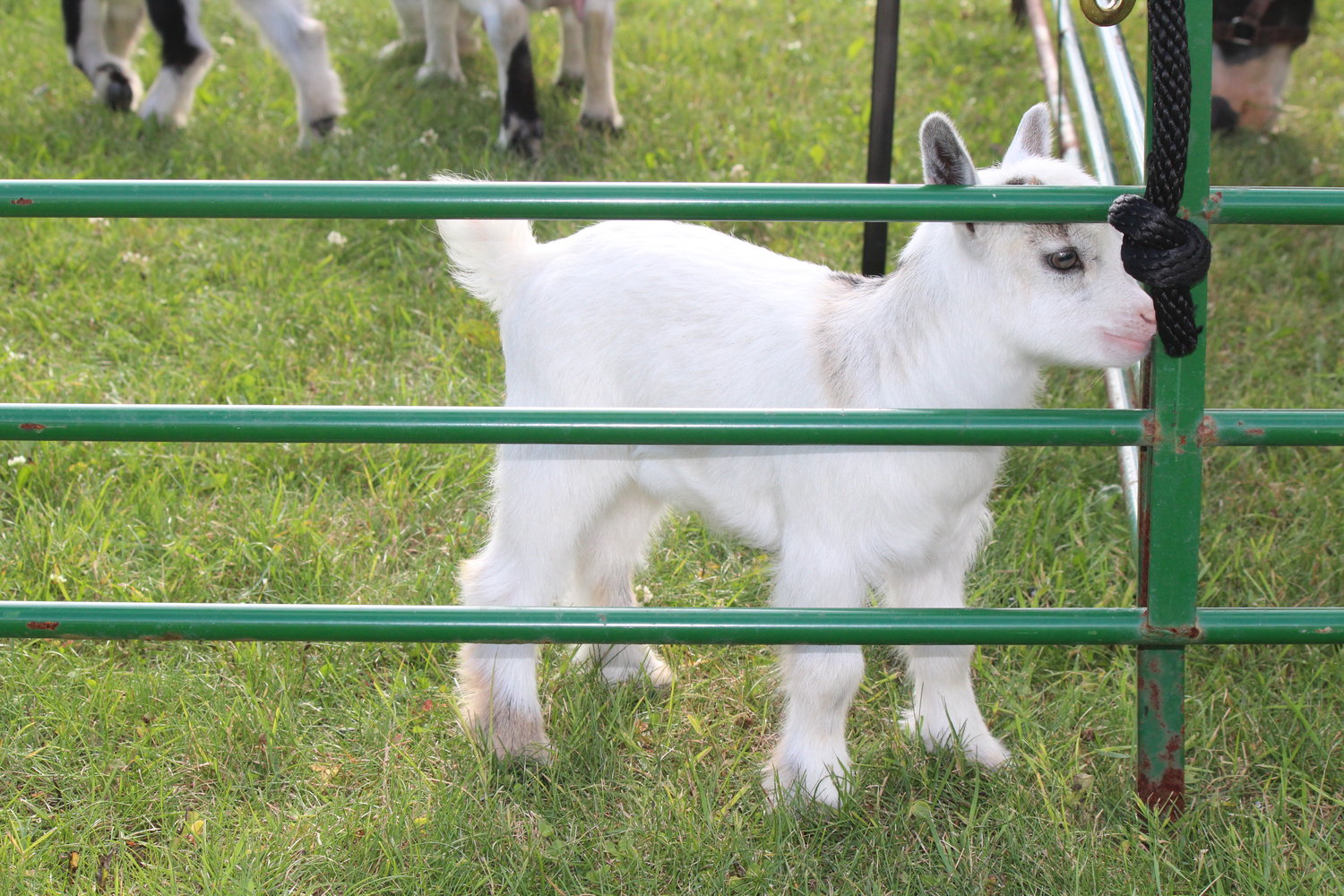 Baby goats pranced in their pen.